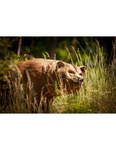 3d Grizzly Silhouette -... 2