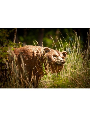 3d Grizzly Silhouette - C.POINT