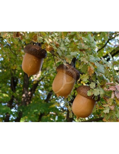 3di Silhouette 3d Acorn - 3DI