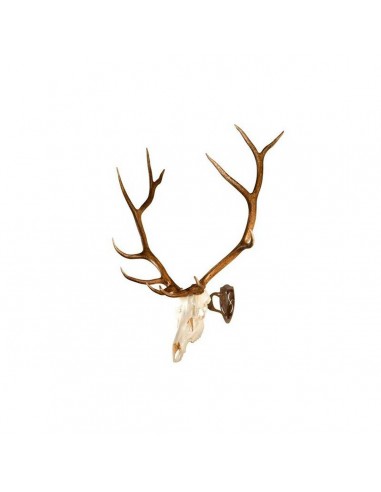 Supporto universale per trofei Skull...