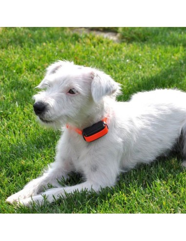 D-Mute One Rechargeable Anti-Bark...